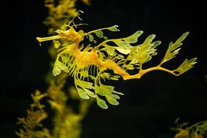 belaubt Seedrache Phycodurus gleich Fisch unter Wasser foto