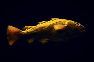 atlantisch Kabeljau Fisch unter Wasser foto