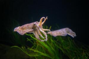 das verbreitet europäisch Tintenfisch Sepia officinalis unter Wasser foto