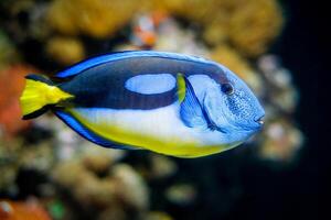 Palette Surgeonfish Fisch unter Wasser im Meer foto