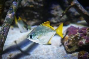 Silber mondän Monodaktylus Argenteus Fisch foto
