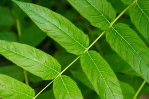 China Sumach ailanthus altissima Baum Ast foto