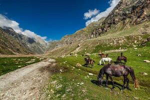 Pferde Weiden lassen im Himalaya foto