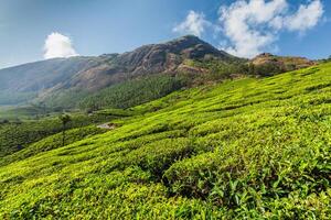 Teeplantagen in Indien foto