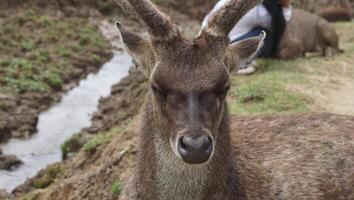 Bandung, Westen Java, Indonesien, kann 7, 2022, Touristen genießen das Atmosphäre von ein Tee Garten Tour mit mehrere Hirsch foto