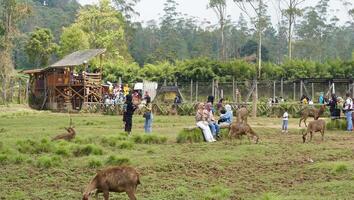 Bandung, Westen Java, Indonesien, kann 7, 2022, Touristen genießen das Atmosphäre von ein Tee Garten Tour mit mehrere Hirsch foto