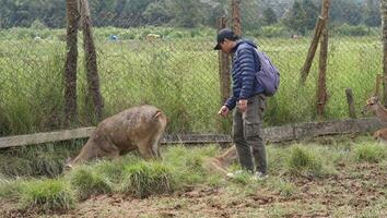 Bandung, Westen Java, Indonesien, kann 7, 2022, Touristen genießen das Atmosphäre von ein Tee Garten Tour mit mehrere Hirsch foto