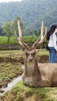 Bandung, Westen Java, Indonesien, kann 7, 2022, Touristen genießen das Atmosphäre von ein Tee Garten Tour mit mehrere Hirsch foto