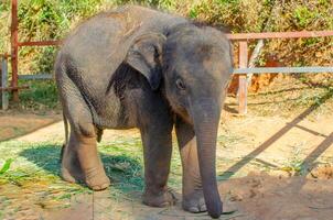 Elefant im das Urwald auf ein Insel im Phuket foto