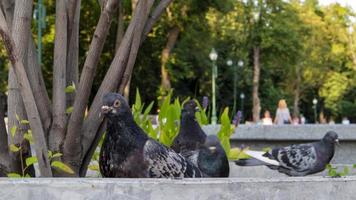 Tauben in einem Stadtpark an einem sonnigen Sommertag. Tauben bevölkern die Straßen und Plätze und ernähren sich von weggeworfenem Essen. selektiver Fokus. foto
