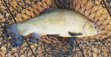 eine frisch gefangene rohe Fischschleie und ein Käfig auf einer Holzoberfläche. eine Art von Strahlenflosser aus der Familie der Karpfen, der einzige Vertreter der Gattung Tinca. foto