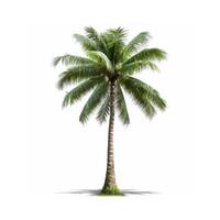 Palme Baum mit ein Weiß Hintergrund foto