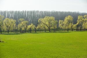 Landschaft mit schön Natur im das Dorf im das Republik von Moldawien. Land Leben. Moldawien, ein klein Land mit ein groß Herz im östlichen Europa. foto