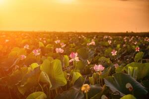 Sonnenaufgang im das Feld von Lotusblumen, Rosa Lotus Nelumbo Nucifera swa foto