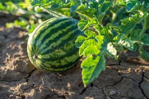 Wassermelone wächst auf ein Grün Wassermelone Plantage im Sommer. landwirtschaftlich Wassermelone Feld. foto