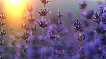 Blühen Lavendel Feld Sonnenuntergang. selektiv Fokus. Lavendel Blume Frühling Hintergrund mit schön lila Farben und Bokeh Beleuchtung. Aromatherapie wesentlich Öle. foto