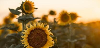 ein schön Feld von Sonnenblumen gegen das Himmel im das Abend Licht von ein Sommer- Sonnenuntergang. Sonnenstrahlen durch das Blume Feld. natürlich Hintergrund. Kopieren Raum. foto