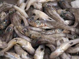 Chlorophyll Abonnieren Kurznase grünes Auge frisch Fisch Meeresfrüchte beim ortigia Syrakus Sizilien Fisch Markt Italien foto