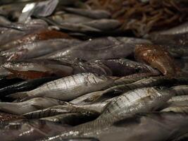 Sand Abonnieren frisch Fisch Meeresfrüchte beim ortigia Syrakus Sizilien Fisch Markt Italien foto