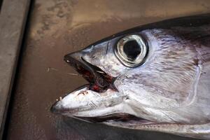 Thunfisch frisch Fisch Meeresfrüchte beim ortigia Syrakus Sizilien Fisch Markt Italien foto