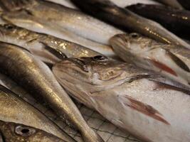 Kabeljau frisch Fisch Meeresfrüchte beim ortigia Syrakus Sizilien Fisch Markt Italien foto