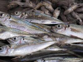 meckerel frisch Fisch Meeresfrüchte beim ortigia Syrakus Sizilien Fisch Markt Italien foto