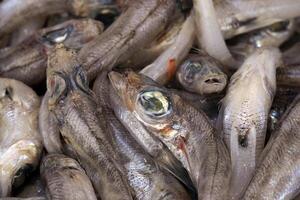 Chlorophyll Abonnieren Kurznase grünes Auge frisch Fisch Meeresfrüchte beim ortigia Syrakus Sizilien Fisch Markt Italien foto