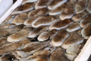 Baby Tintenfisch frisch Fisch Meeresfrüchte beim ortigia Syrakus Sizilien Fisch Markt Italien foto