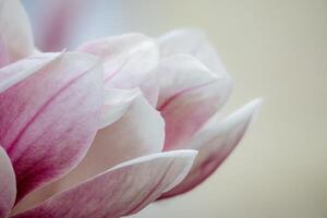 Magnolie Abonnieren Blumen mit Blütenblätter im das Frühling Jahreszeit. schön Rosa Magnolie Blumen im Frühling, selektiv Fokussierung. foto