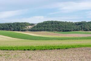 ein Feld mit ein mischen von Grün und braun Gras. das Feld ist umgeben durch Bäume und hat ein friedlich, heiter Atmosphäre. foto