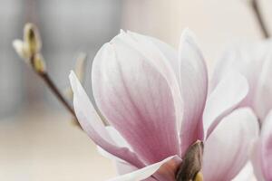 Magnolie Abonnieren Blumen mit Blütenblätter im das Frühling Jahreszeit. schön Rosa Magnolie Blumen im Frühling, selektiv Fokussierung. foto