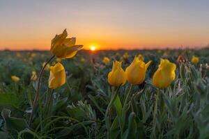 Feld von Gelb wild Tulpen mit ein Sonne im das Hintergrund. das Sonne ist Einstellung, Erstellen ein warm und friedlich Atmosphäre foto