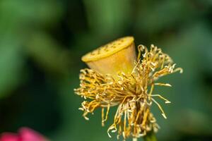 Lotus mit ein Gelb Center und braun Stiele. das Blume ist welk und hat braun Tipps. foto