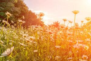 schön Feld mit Weiß Gänseblümchen Blume Hintergrund. hell Kamille oder Kamille Wiese. Sommer- im das Garten. foto