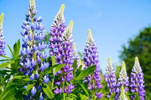 lila Lupinenblüten in der Sonne. blühende Wildpflanzen. Lupinen Feld. foto