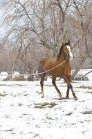 Pferd Winter im das Nachmittag auf gehen foto