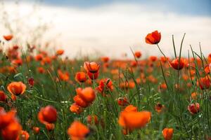 natürlich Blume Hintergrund. tolle Aussicht von bunt rot Mohn Blüte. foto