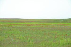 schiffenie Felder es ist rotes-allogo ein Mohn foto