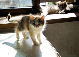 flauschige Kätzchen beim ein Fenster auf ein Sonnenuntergang foto