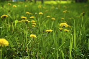 Grün Gras mit Gelb Löwenzahn foto