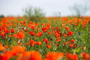 natürlich Blume Hintergrund. tolle Aussicht von bunt rot Mohn Blüte. foto