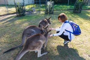 schön Mädchen mit Känguru im das National Park, Brisbane, Australien foto