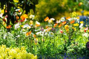 toowoomba Blume Festival foto