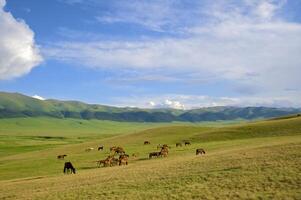 Herde von das kazakh Pferd, es ist hoch im Berge zu in der Nähe von Almatie foto