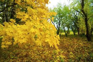 herbstlich Park nach das Regen foto