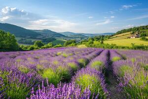 blühen Lavendel Feld mit Berge im natürlich Landschaft foto