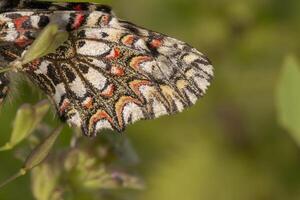 Spanisch Girlande Schmetterling - - Zerynthia Pansen foto