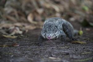 Argentinien schwarz und Weiß Tegu Eidechse, Pantanal, Brasilien foto