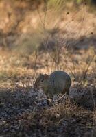 Azaras Agouti ,dasyprocta Azarae, pantanal , Brasilien foto