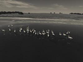 Herde von Flamingos, Antenne Aussicht, Patagonien, Argentinien foto